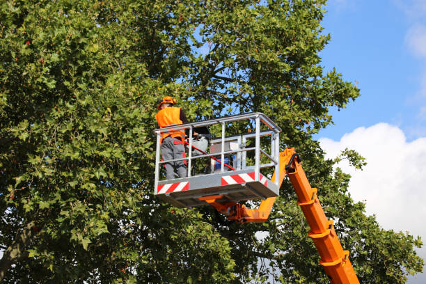 Chamblee, GA  Tree Services Company